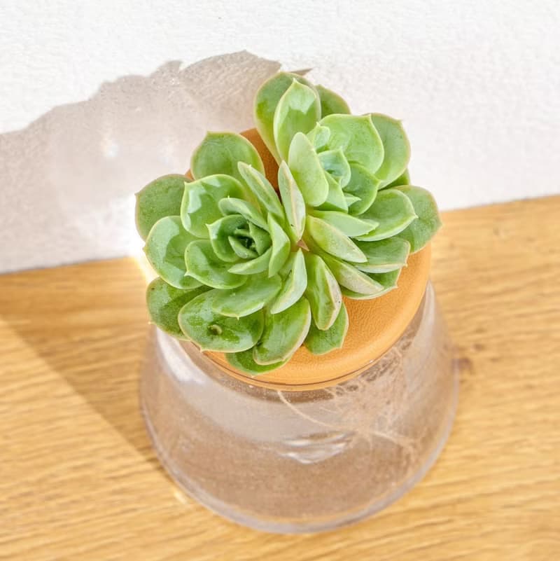 月亮仙子 三角水耕盆栽 室內植物 觀葉植物 多肉植物水培 辦公室