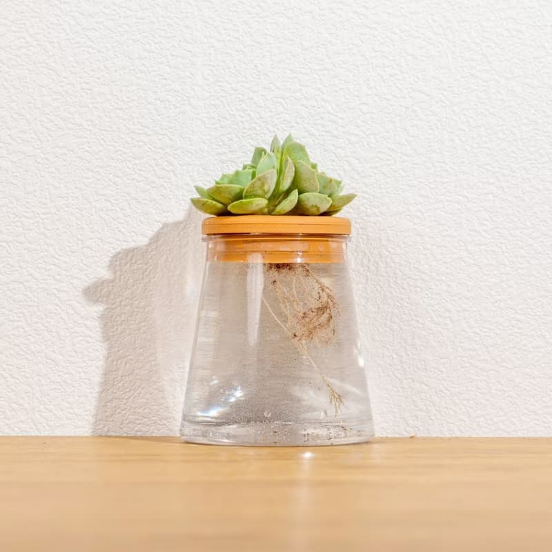 月亮仙子 三角水耕盆栽 室內植物 觀葉植物 多肉植物水培 辦公室