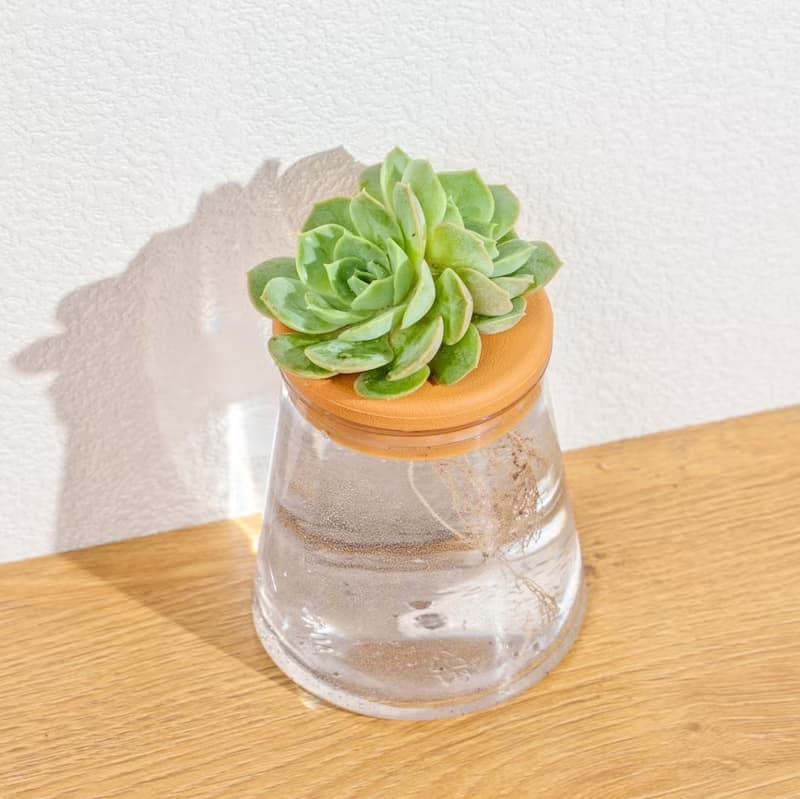 月亮仙子 三角水耕盆栽 室內植物 觀葉植物 多肉植物水培 辦公室