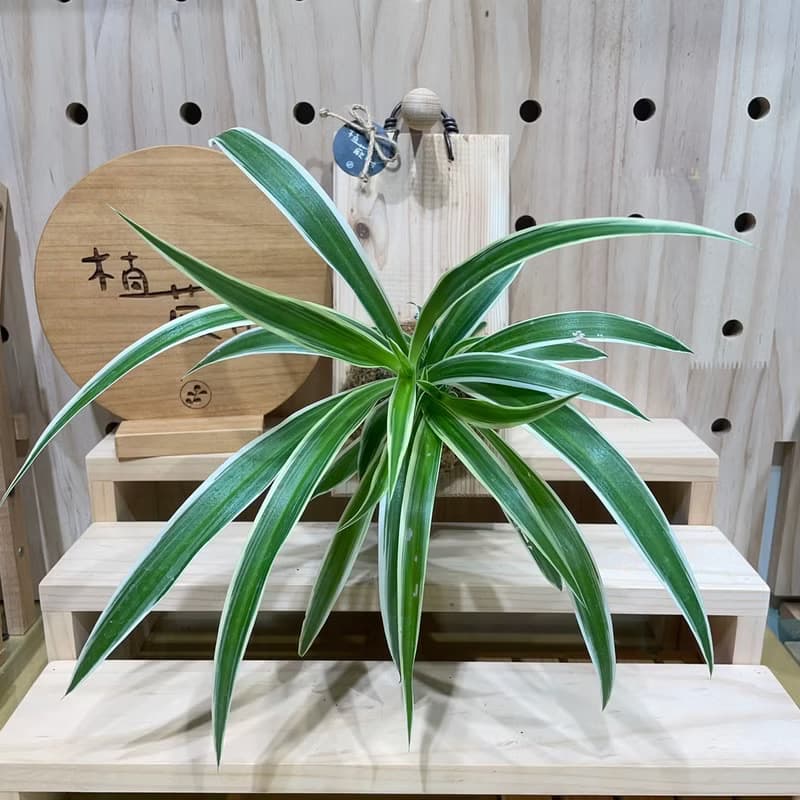 【植蕨所在】 吊蘭 居家擺設 牆面擺設 水苔植物 水苔植物上板