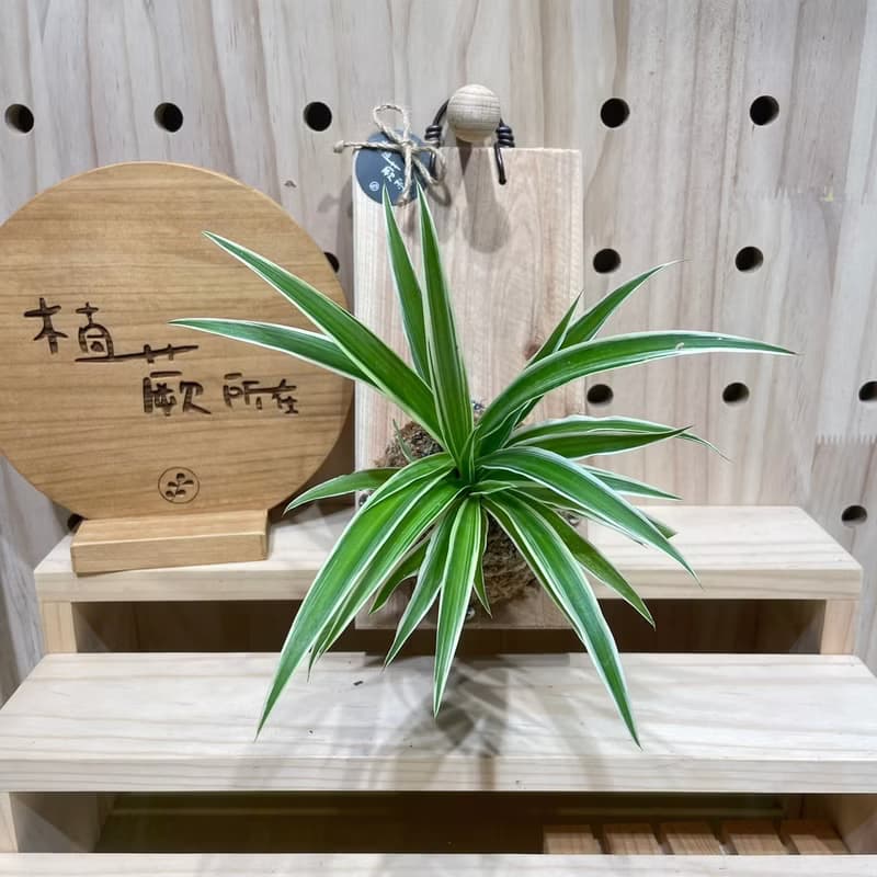 【植蕨所在】 吊蘭 居家擺設 牆面擺設 水苔植物 水苔植物上板