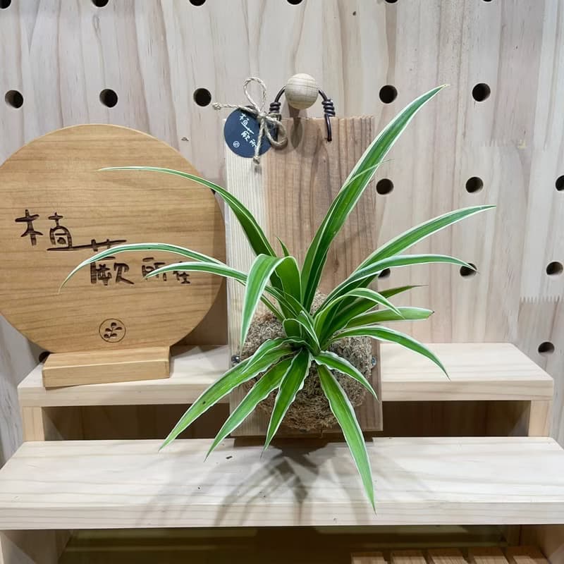 【植蕨所在】 吊蘭 居家擺設 牆面擺設 水苔植物 水苔植物上板