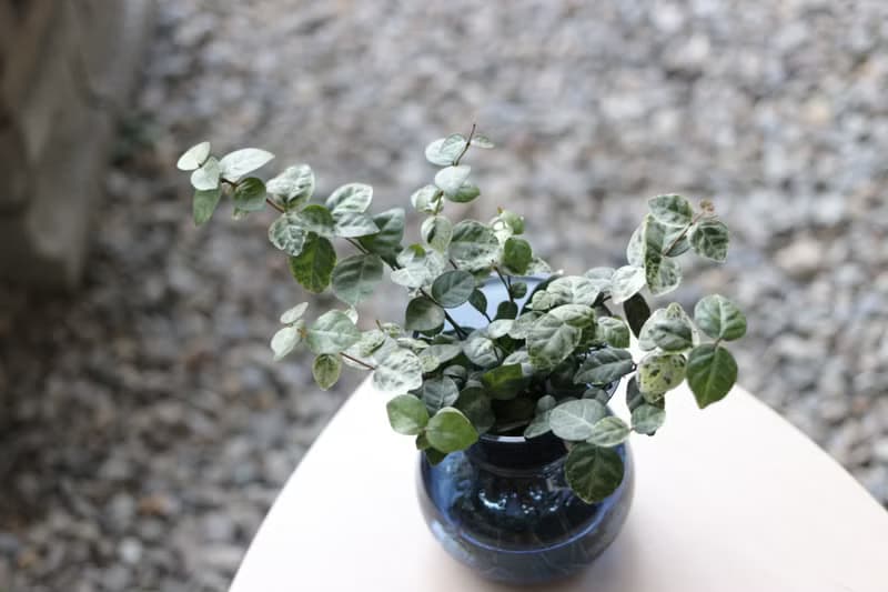 水培植栽│初雪葛_室內植物 辦公室盆栽  店內擺設