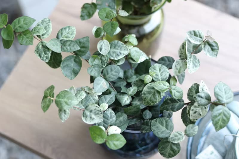 水培植栽│初雪葛_室內植物 辦公室盆栽  店內擺設
