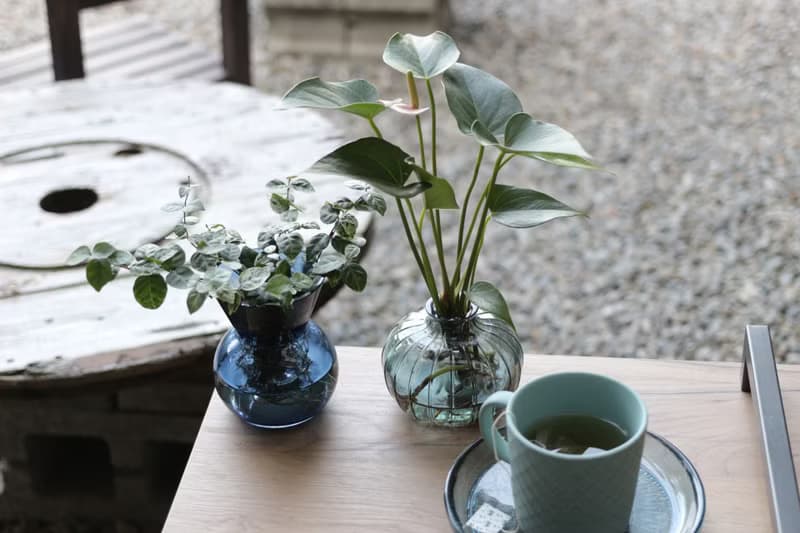 水培植栽│初雪葛_室內植物 辦公室盆栽  店內擺設