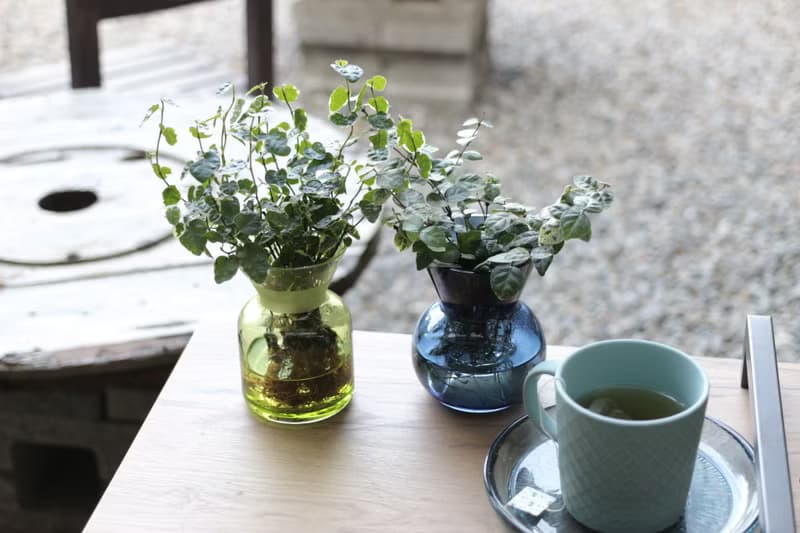 水培植栽│初雪葛_室內植物 辦公室盆栽  店內擺設