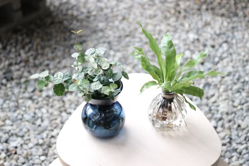 水培植栽│初雪葛_室內植物 辦公室盆栽  店內擺設
