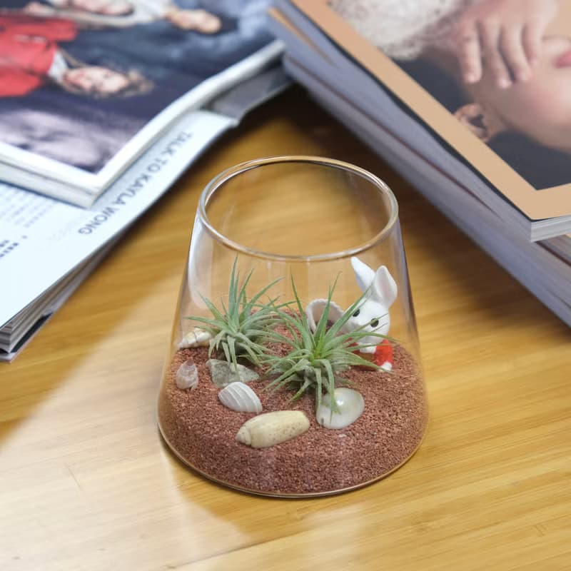 盆景空氣鳳梨種植套裝