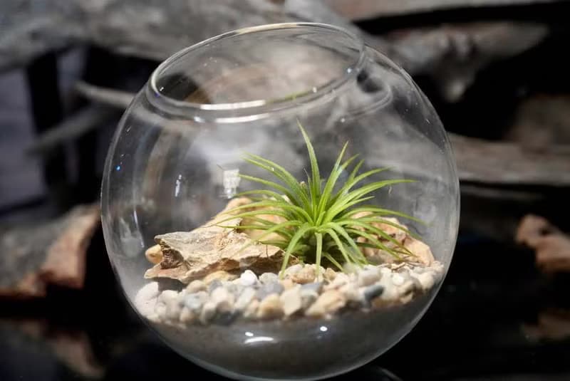 盆景空氣鳳梨種植套裝
