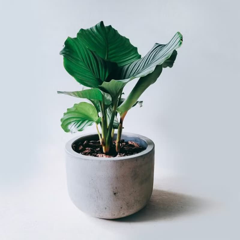 開幕送禮盆栽首選-青蘋果竹芋