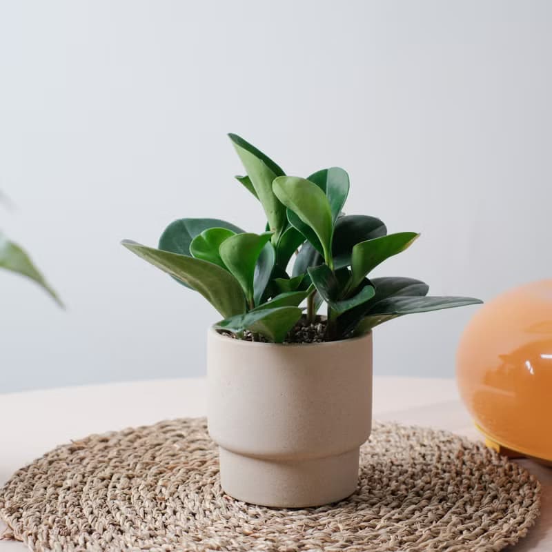 圓葉椒草/室內植物/發財樹