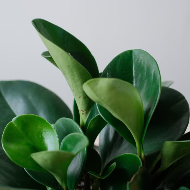 圓葉椒草/室內植物/發財樹