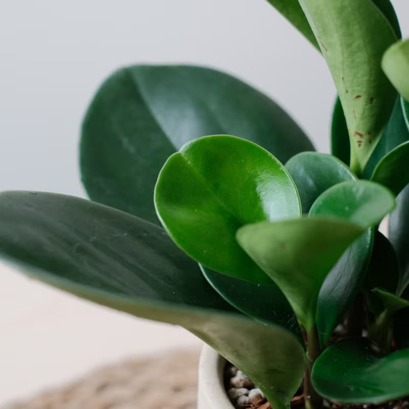 圓葉椒草/室內植物/發財樹