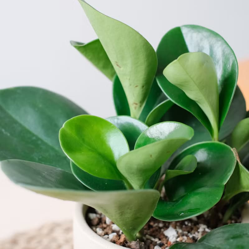 圓葉椒草/室內植物/發財樹