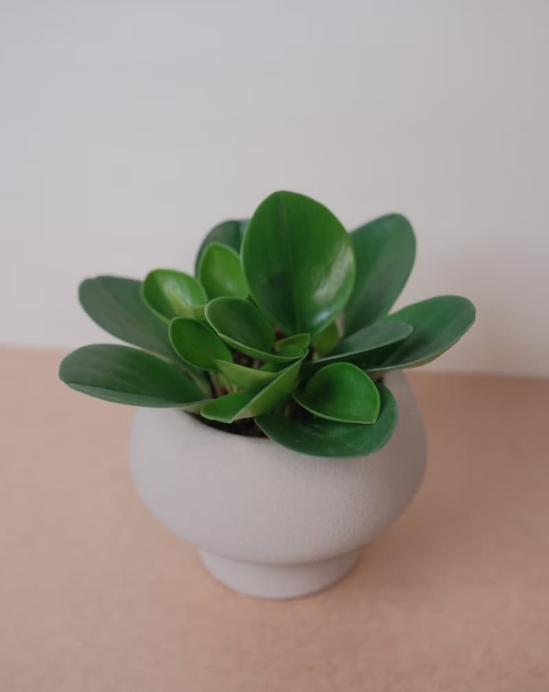 圓葉椒草/室內植物/發財樹