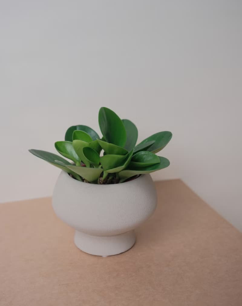 圓葉椒草/室內植物/發財樹