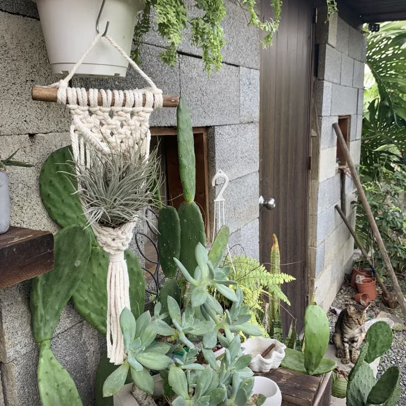 Macrame 小物 盆栽 空鳳 原木掛飾 編織 吊飾