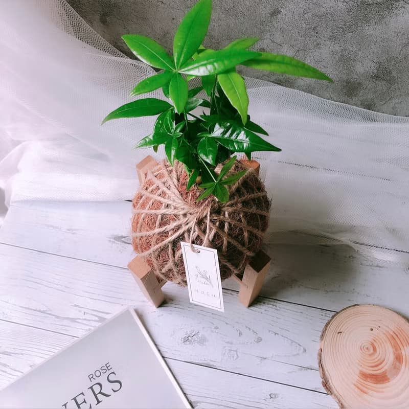 小苔球 發財樹 植栽 室內植物