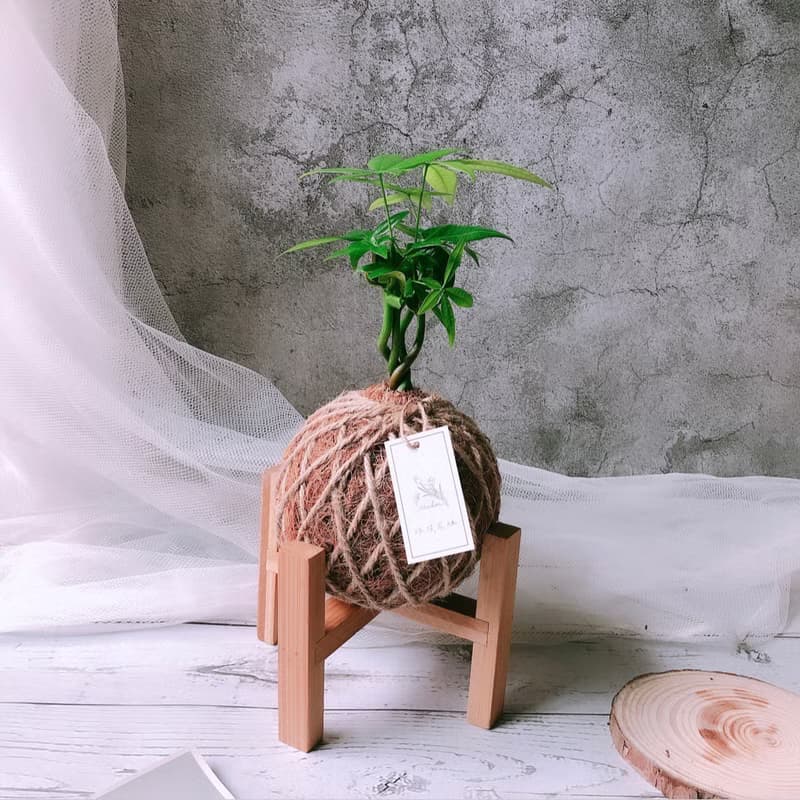 小苔球 發財樹 植栽 室內植物
