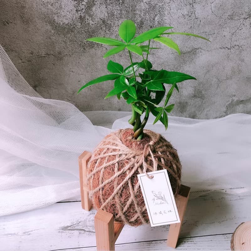 小苔球 發財樹 植栽 室內植物