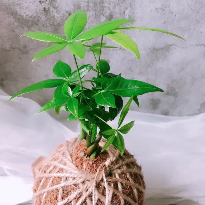 小苔球 發財樹 植栽 室內植物