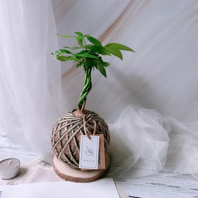 小苔球 發財樹 植栽 室內植物