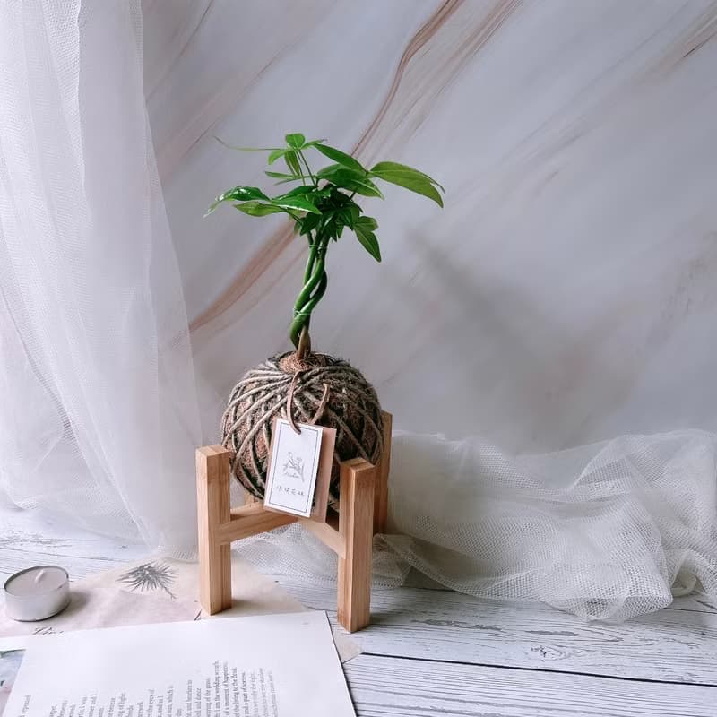 小苔球 發財樹 植栽 室內植物