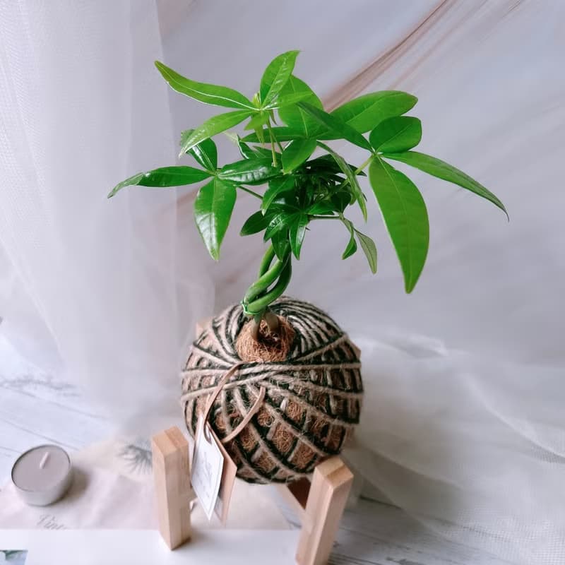 小苔球 發財樹 植栽 室內植物