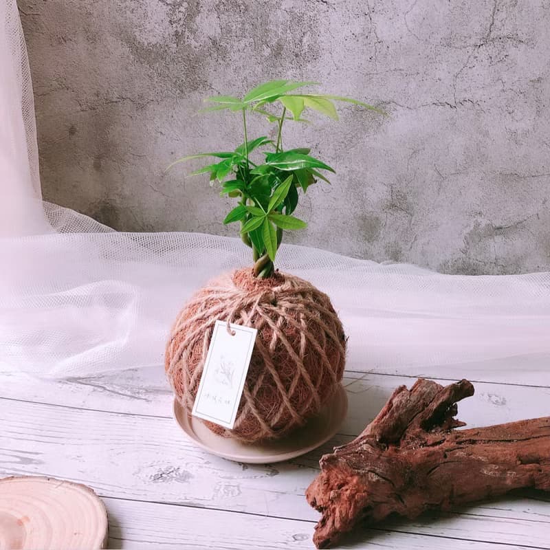 小苔球 發財樹 植栽 室內植物