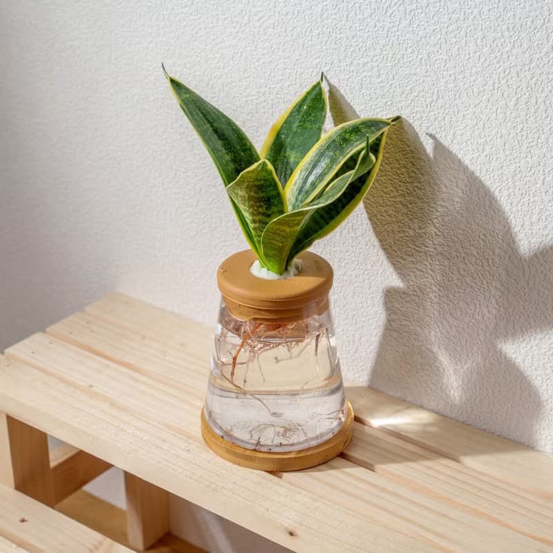 美葉虎尾蘭 三角水耕盆栽 室內植物 觀葉植物 禮物 水培