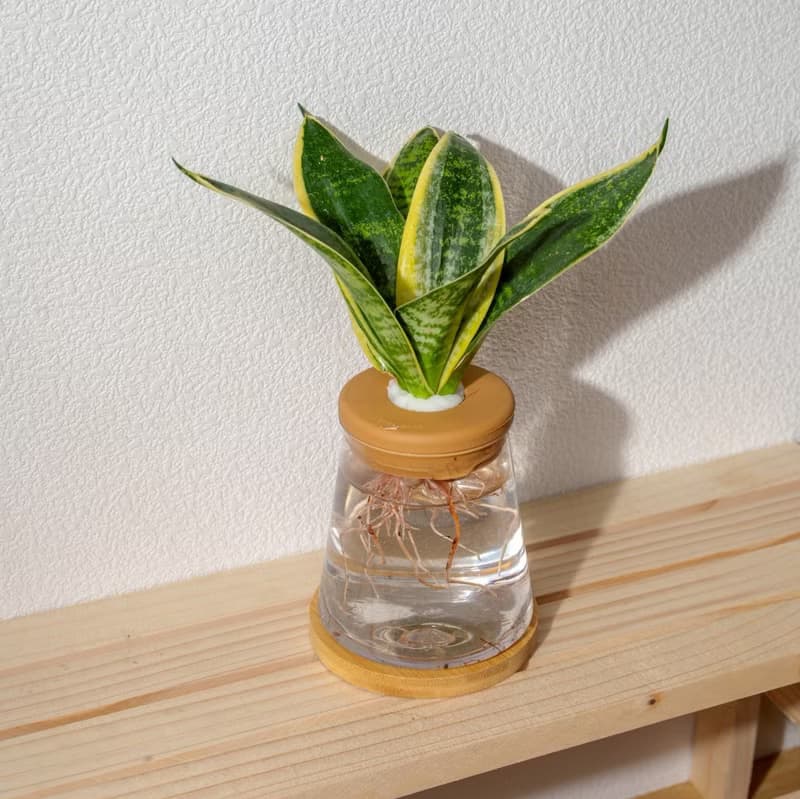 美葉虎尾蘭 三角水耕盆栽 室內植物 觀葉植物 禮物 水培