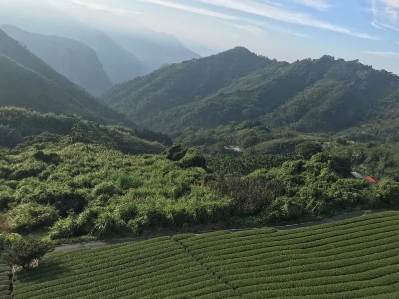 飲真茶 阿里山 當季冬茶 烏龍茶 三十年手作烘焙 重焙火 渾厚