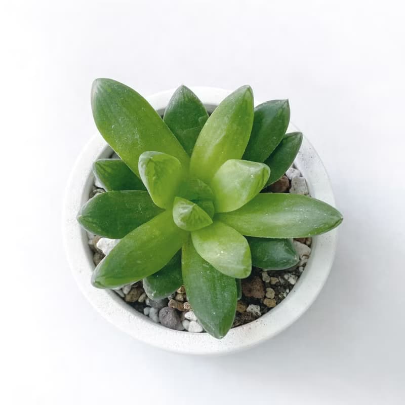 (預購) 莫蘭迪藍系列 | 玉露 圓形漸層水泥多肉植栽