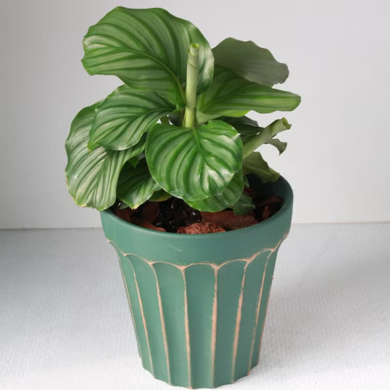 植栽 盆栽 l 青蘋果竹芋(大盆) 羅馬浮雕盆 室內植物 開幕盆栽