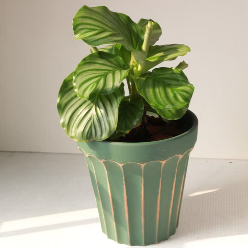 植栽 盆栽 l 青蘋果竹芋(大盆) 羅馬浮雕盆 室內植物 開幕盆栽