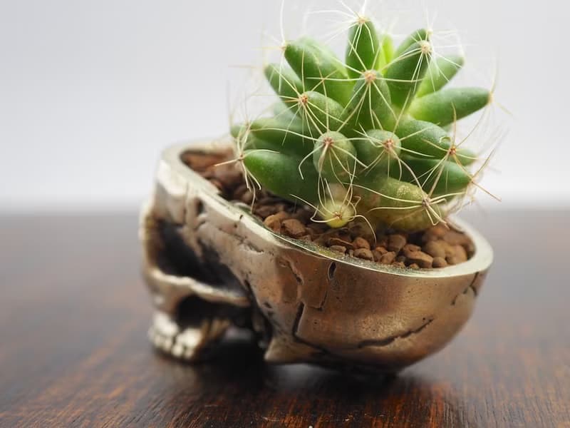 Skull pots cactus small potted plants in White bronze silver color