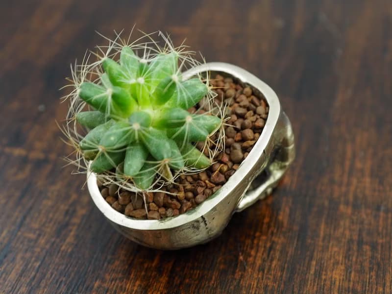 Skull pots cactus small potted plants in White bronze silver color