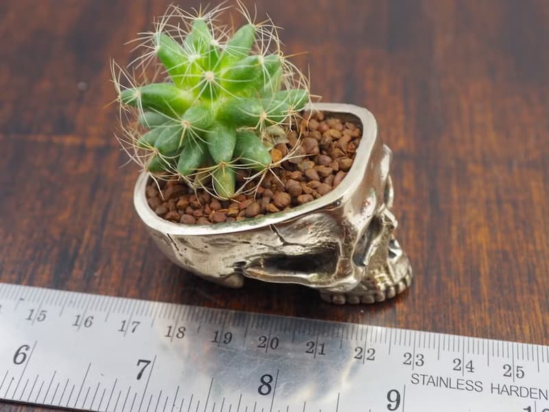 Skull pots cactus small potted plants in White bronze silver color