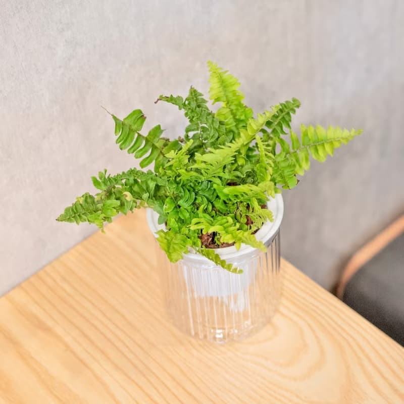 波士頓腎蕨 免澆水盆栽 室內植物 觀葉植物  禮物 辦公室小物