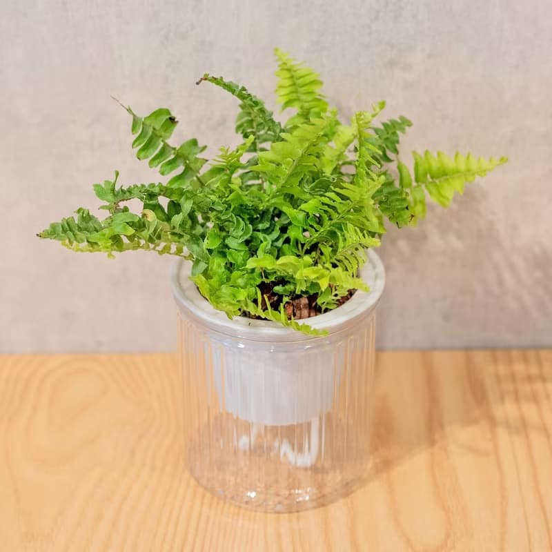 波士頓腎蕨 免澆水盆栽 室內植物 觀葉植物  禮物 辦公室小物