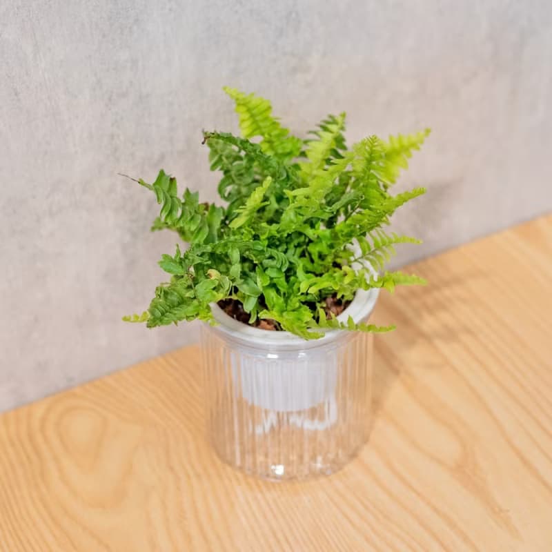 波士頓腎蕨 免澆水盆栽 室內植物 觀葉植物  禮物 辦公室小物