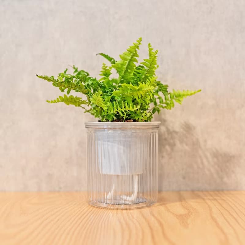 波士頓腎蕨 免澆水盆栽 室內植物 觀葉植物  禮物 辦公室小物