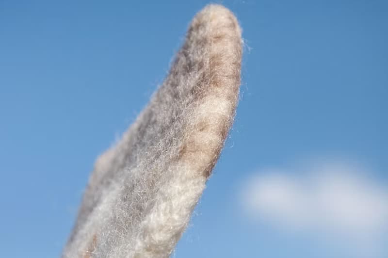 情人節禮物 聖誕交換禮物 森林系羊毛氈杯墊 動物杯墊-貓咪吸水墊