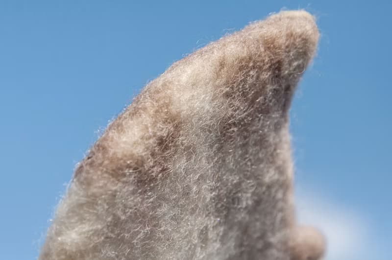 情人節禮物 聖誕交換禮物 森林系羊毛氈杯墊 動物杯墊-貓咪吸水墊