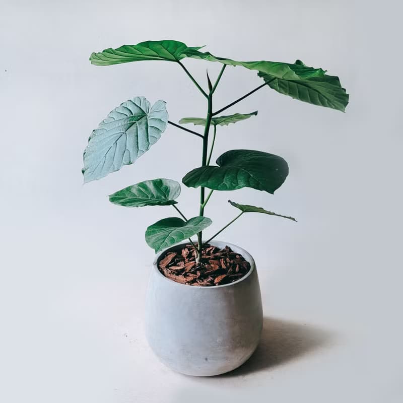 愛心榕