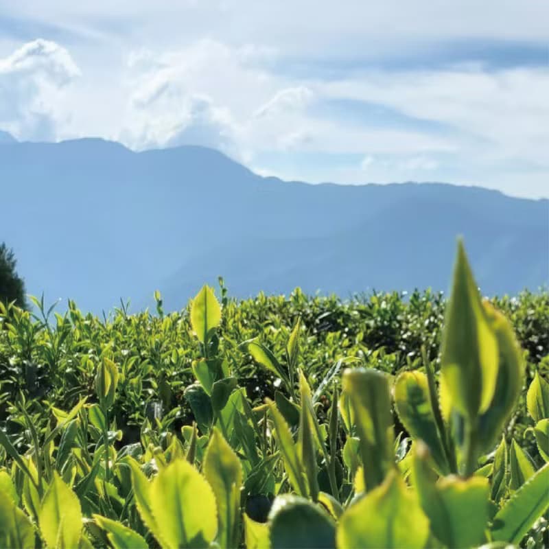 大禹嶺 | 高冷茶 | 大禹嶺高山茶區 | 悠悠茶香