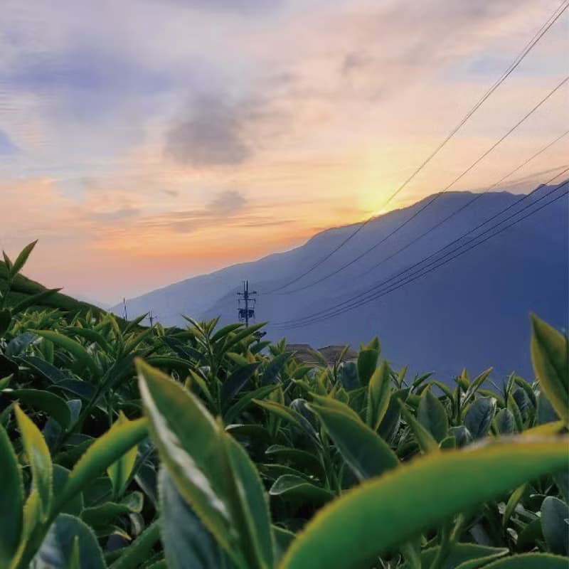 大禹嶺 | 高冷茶 | 大禹嶺高山茶區 | 悠悠茶香