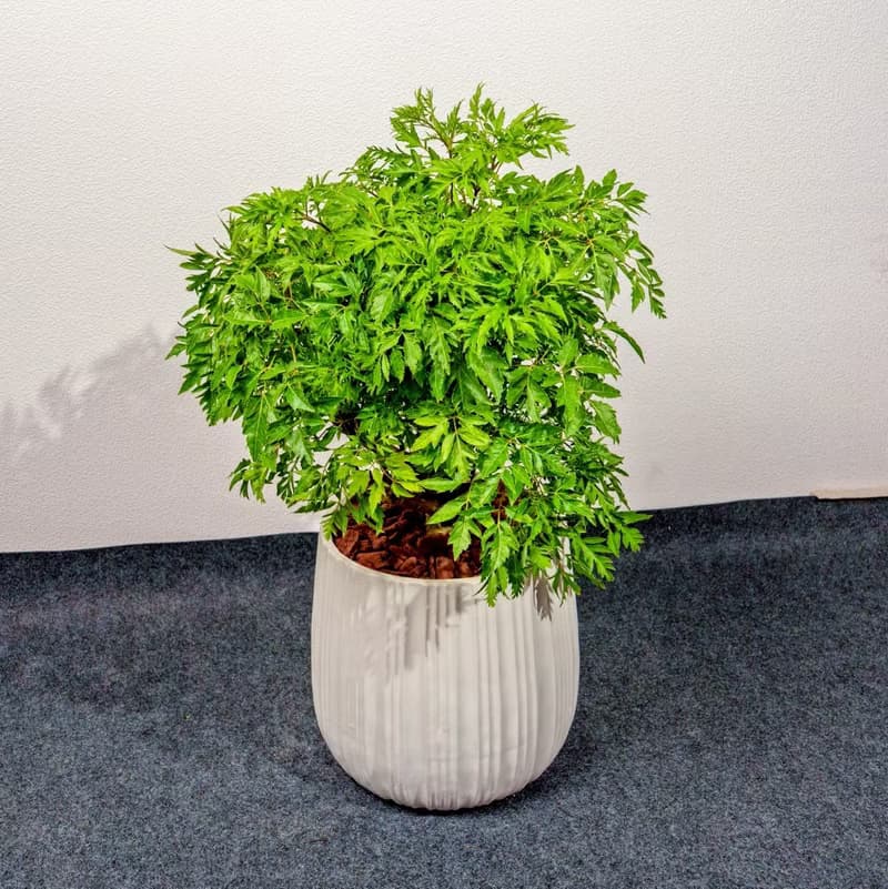 羽葉福祿桐白條紋水泥盆栽 開幕盆栽推薦