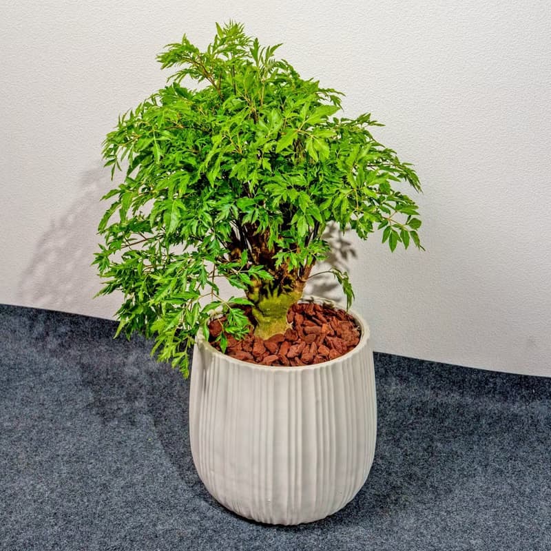 羽葉福祿桐白條紋水泥盆栽 開幕盆栽推薦