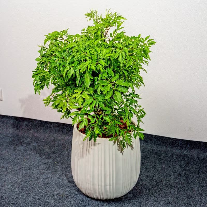 羽葉福祿桐白條紋水泥盆栽 開幕盆栽推薦